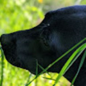 Meet your Posher, Samuel